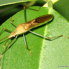 Lesser Rice Bug