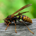 Unidentified Asian Vespa (wasp or hornet) species