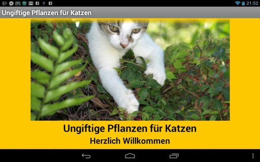 Ungiftige Pflanzen für Katzen