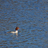 Common Merganser (female)