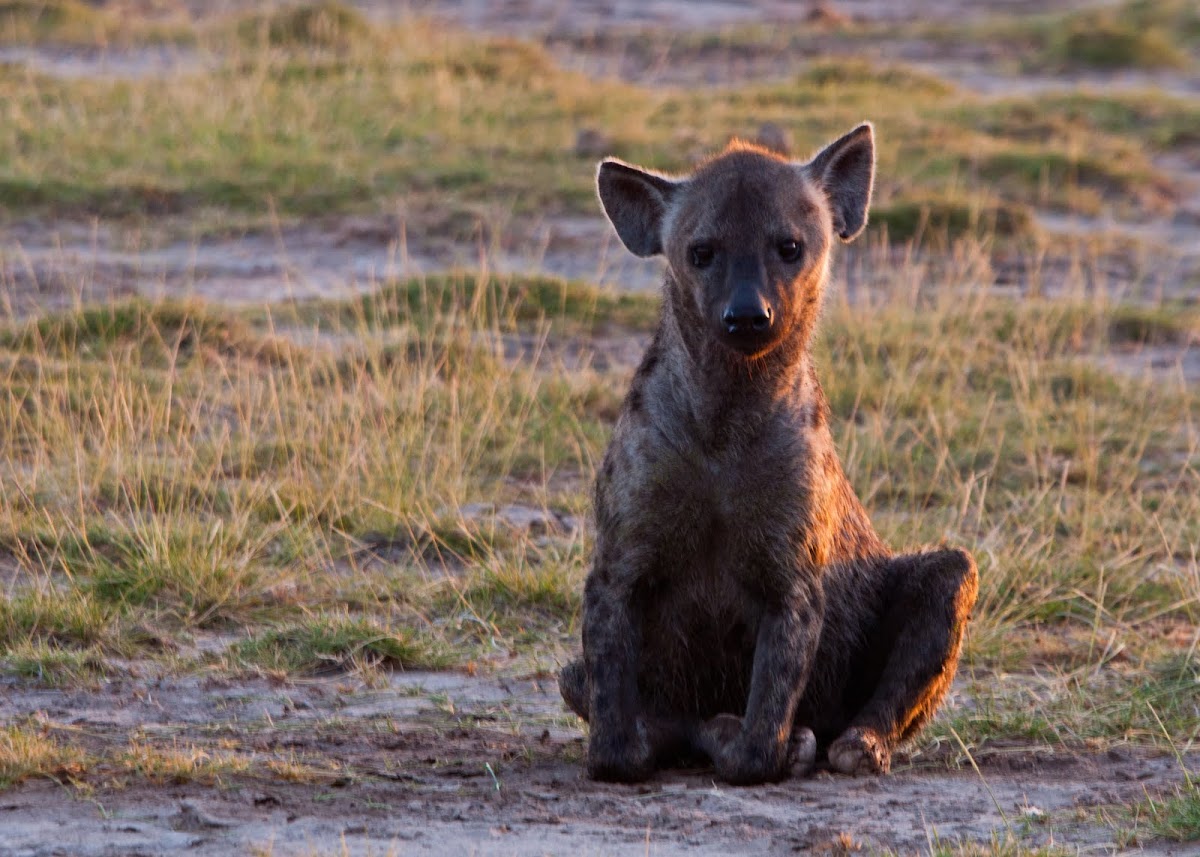 Spotted Hyena (young)