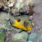 Blackspotted Puffer