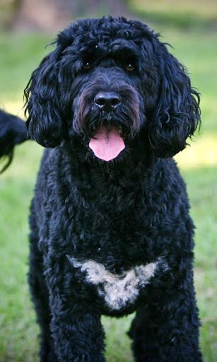 Portuguese Water Dog Wallpaper