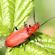 red cardinal beetle