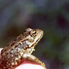 Spotted Frog