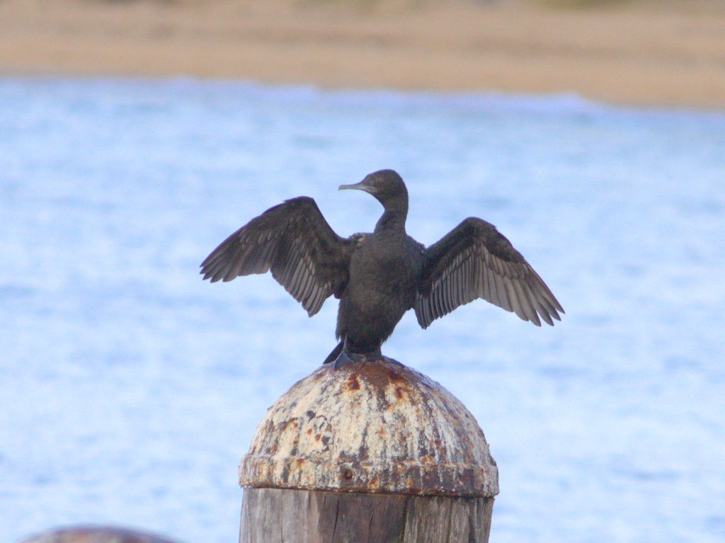 Little black cormorant
