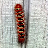 Echo moth (larva)