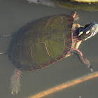 Midland Painted Turtle