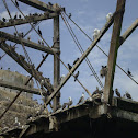 Red-legged Cormorant