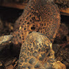 scaly hedgehog mushroom