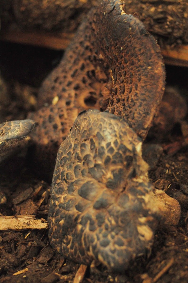 scaly hedgehog mushroom