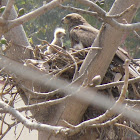 Nest of Pariah Kite