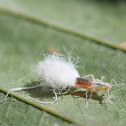 Beech blight aphid