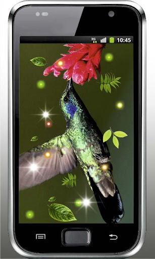 Colibri Amazing live wallpaper