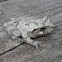 Copes Gray Treefrog