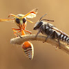 Potter Wasp & Leaf Cutter Bee