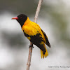 Black-hooded Oriole