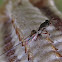 Chalcid Wasp