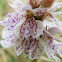 Heath Spotted Orchid