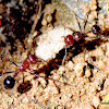 Meat ants