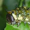 Dingy Swallowtail Caterpillar