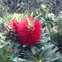 Bottle brush bush