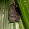 Pygmy fruit-eating bat