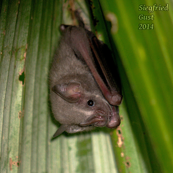Pygmy fruiteating bat Project Noah