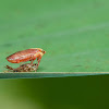 Yellow headed Leafhopper - Molting