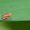 Yellow headed Leafhopper - Molting