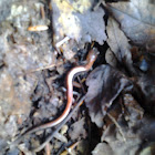 Red backed salamander