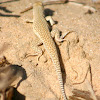sand lizard