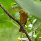 Summer tanager (female)
