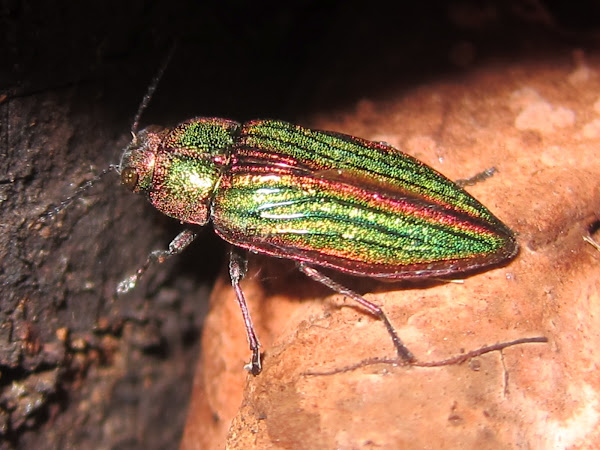 Golden Buprestid Beetle | Project Noah