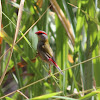 Red-browed Finch or Firetail