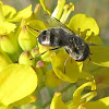 Hover Fly feeding on Wild Mustard Blossoms