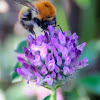 Common Carder-bee