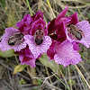 Long Horned Bees & Butterfly Orchid
