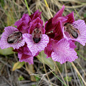 Long Horned Bees & Butterfly Orchid