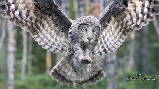 download Stunning Animals Wallpapers free