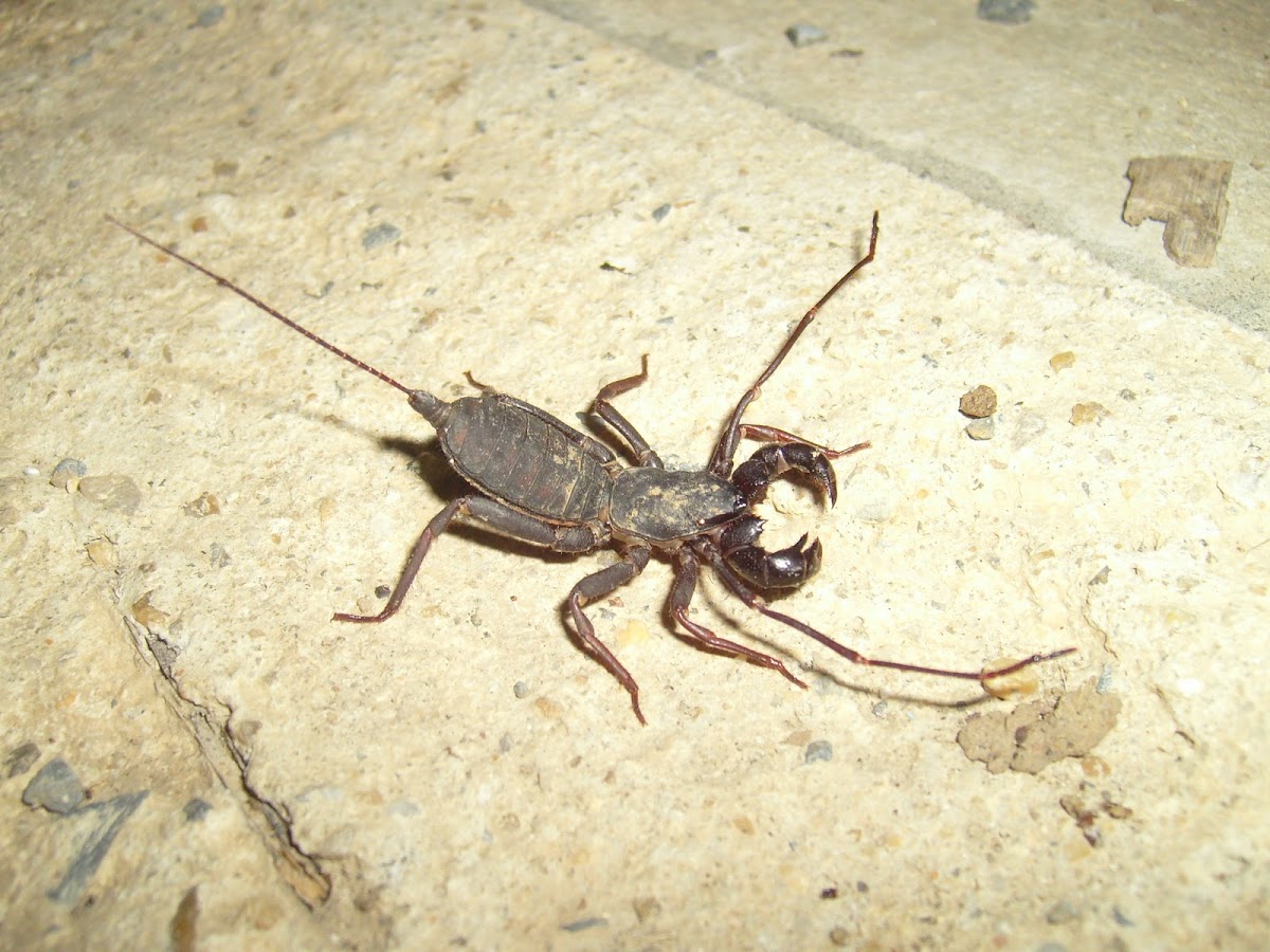 Giant vinegarroon Project Noah