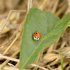 Harlequin ladybird