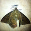 (Palomilla) Mariposa Negra (macho), Black Witch Moth