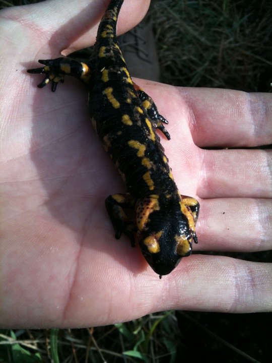 Salamander