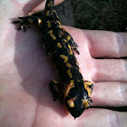 Salamander