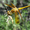 Band-winged Meadowhawk