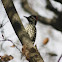 Carpintero Chico (Macho) / Striped Woodpecker (Male)