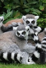 Wild Animals Wallpaper HD