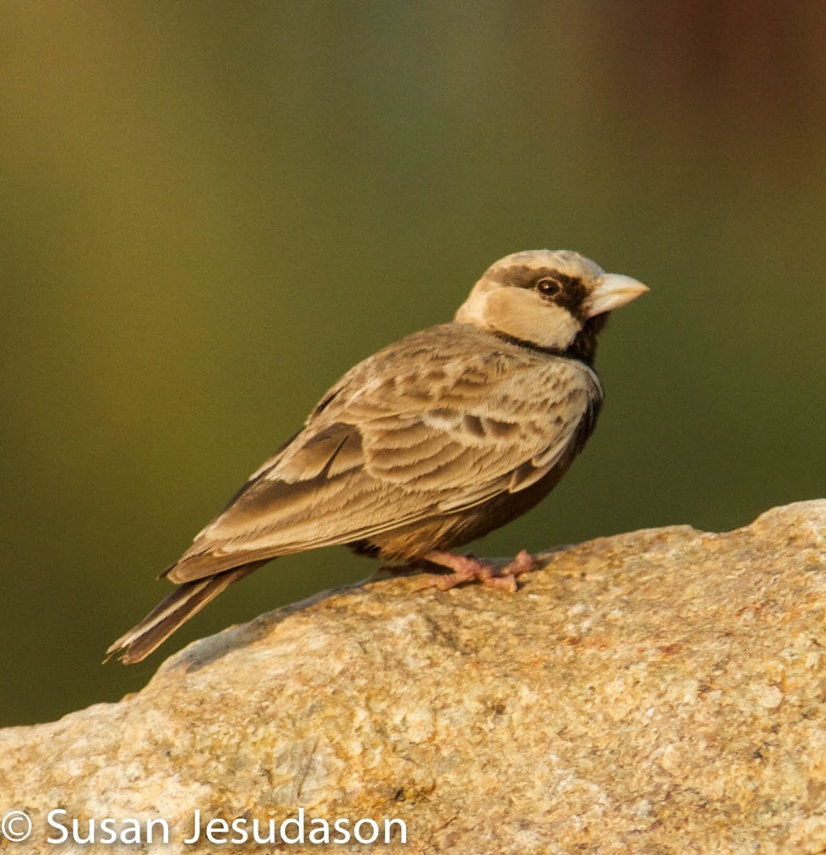 Ashy-crowned Sparrow-Lark