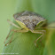 Stink bug